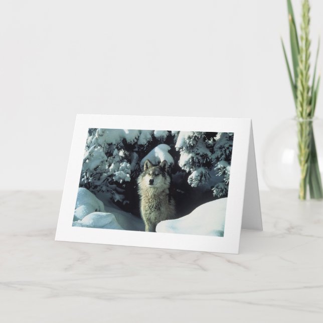 Loup gris dans le carte photo de neige (Devant)