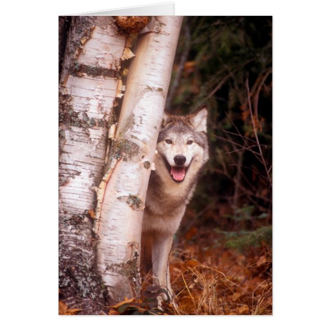 Loup gris derrière un arbre (Devant)
