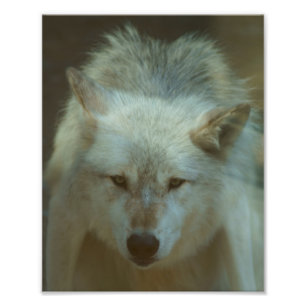 Loup gris photo