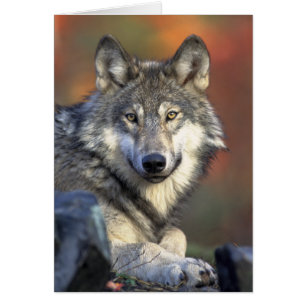 Loup gris photo