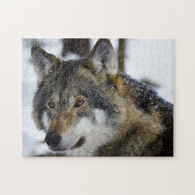 Loup gris, Puzzle de Jigsaw (Horizontal)