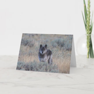 loup gris sur la carte de voeux de Yellowstone