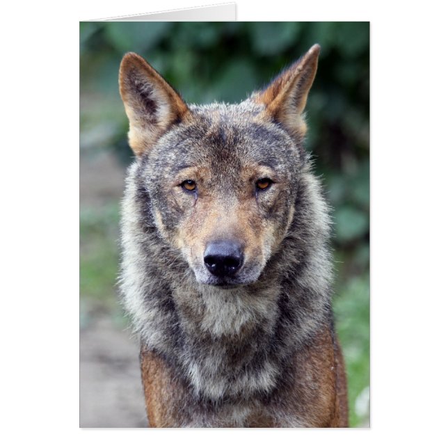 loup ibérien (Devant)