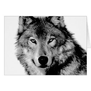 Loup noir et blanc
