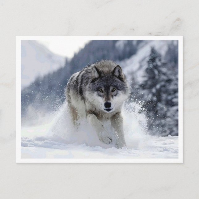 Loup polaire. Carte postale (Devant)