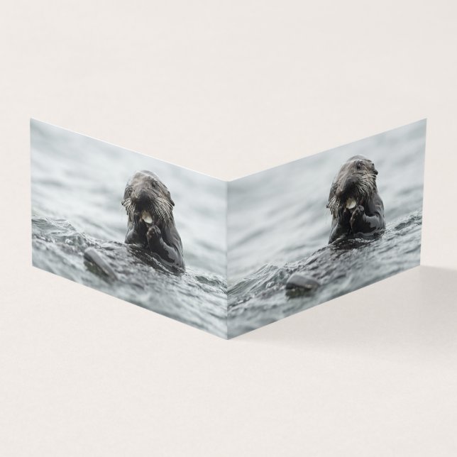 Loupe de mer adorable (Outside)