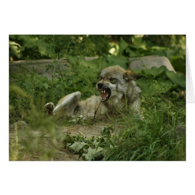 Loups (Devant horizontal)