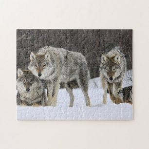 Loups de Yellowstone de puzzle