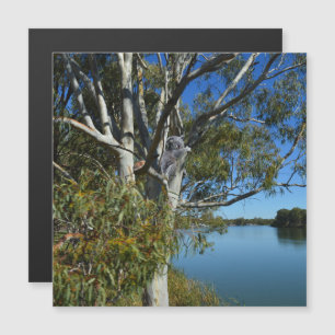 L'Ours De Koala Dormait Dans Un Arbre De Gomme,
