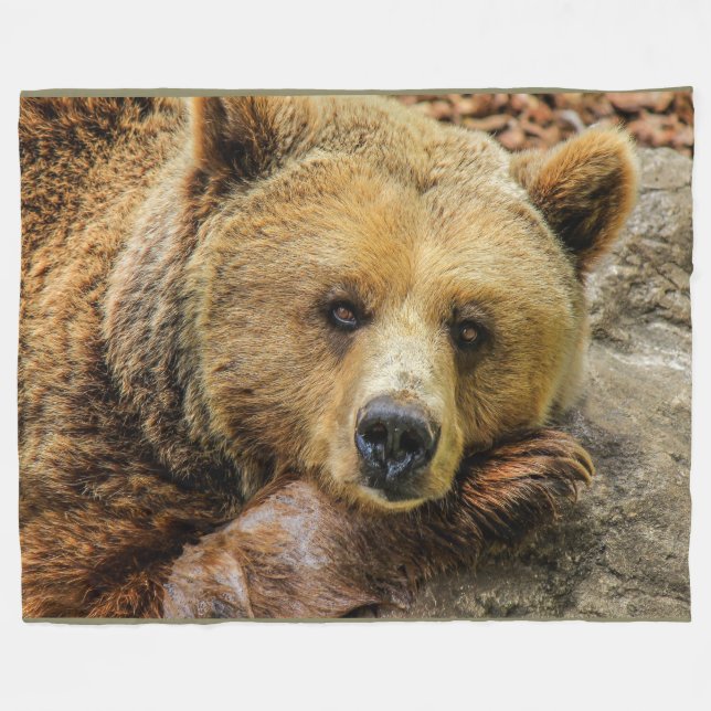 L'ours gris Brown concernent la couverture (Devant (Horizontal))