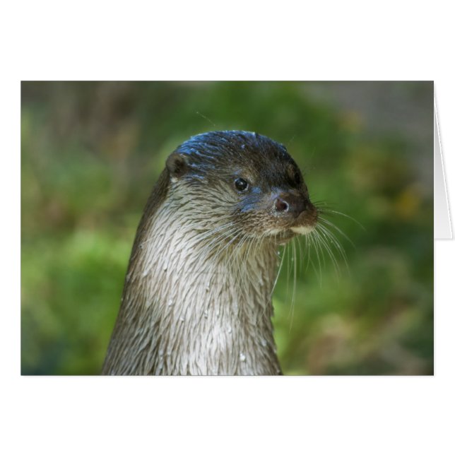 Loutre (Devant horizontal)