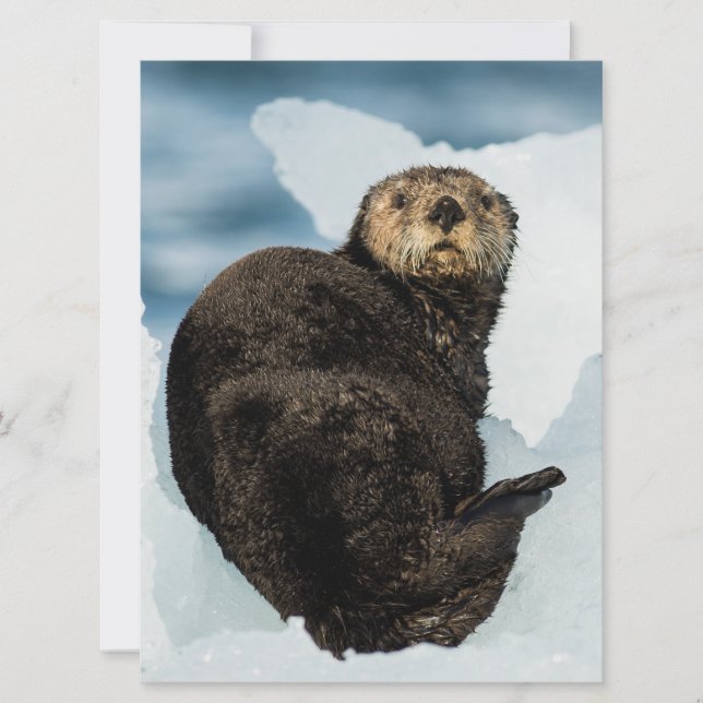 Loutre de mer (Devant)