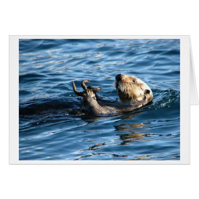 Loutre de mer (Devant horizontal)