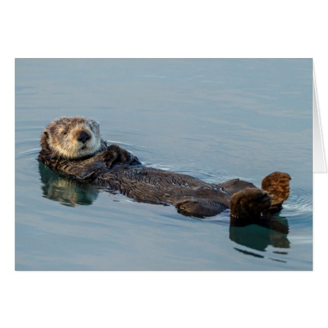 Loutre de mer flottant sur le dos dans l'océan (Devant horizontal)