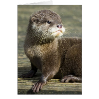 Loutre mignonne de bébé