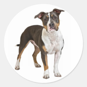 Love American Staffordshire Sticker pour chien Ter