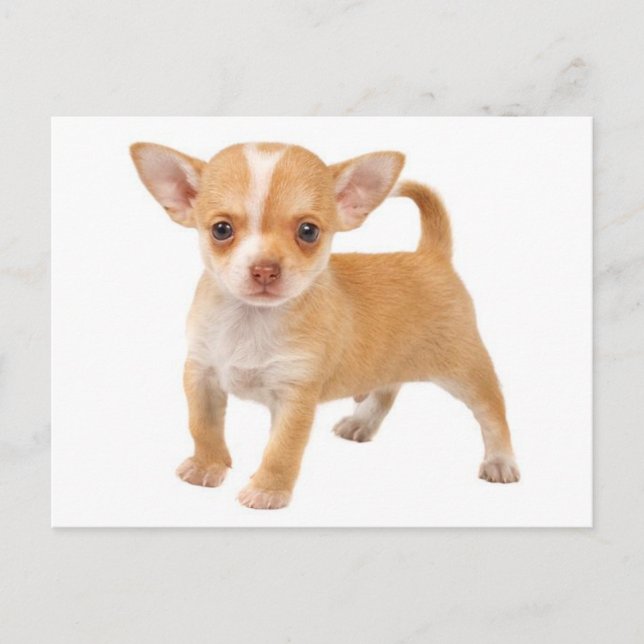 Love Baby Chihuahua Chiot Carte postale (Devant)