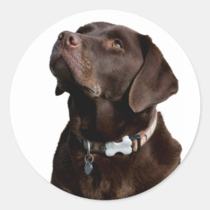 Love Black Brown Labrador Retriever Sticker Étique