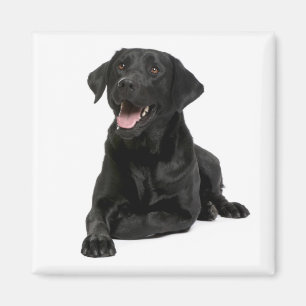 Love Black Labrador Retriver Puppy Dog Magnet