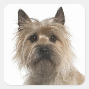 Love Cairn Terrier Chien Chien Chien Stickers de v