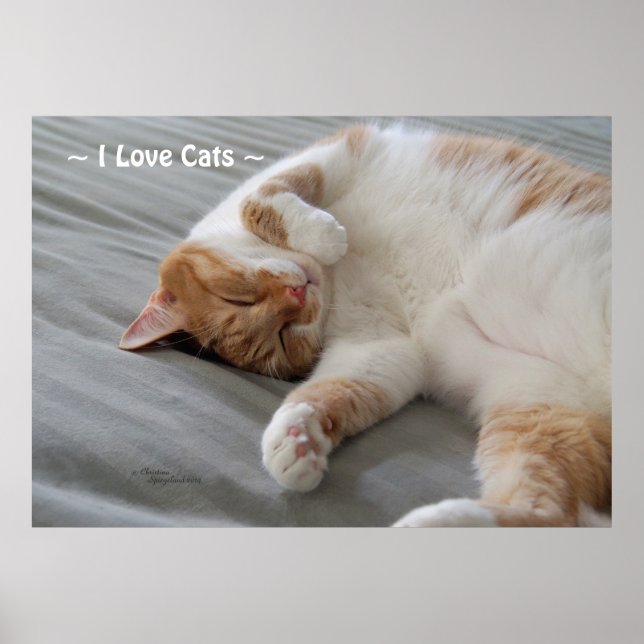 Love Chats mignon chat dormir Poster (Devant)