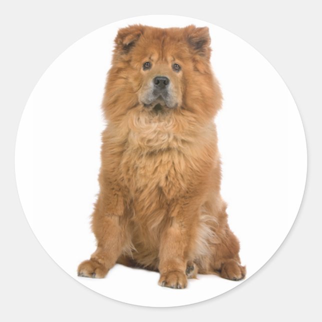 Love Chow Chow Chien Chien Stickers de voeux (Devant)