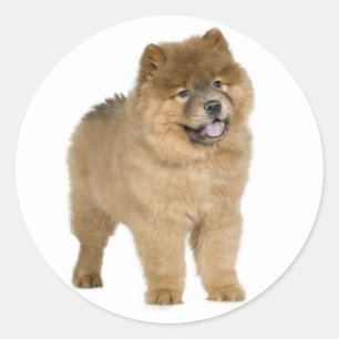 Love Chow Chow Chien Chien Stickers de voeux