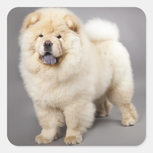 Love Chow Chow Chien Chien Stickers de voeux (Devant)