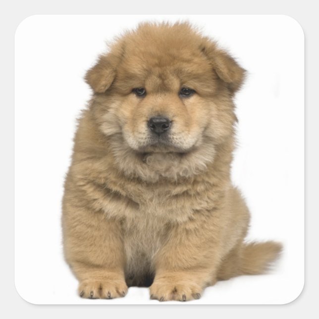 Love Chow Chow Chien Chien Stickers de voeux (Devant)