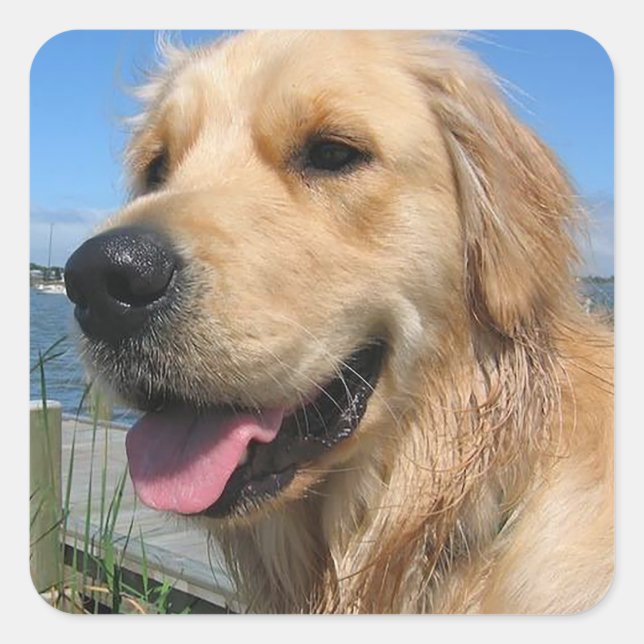 Love Golden Retriever Stickers Chien Chien Chien C (Devant)
