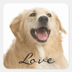 Love Golden Retriever Stickers Chien Chien Chien C