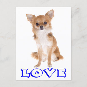 Love Long Cheveux Chihuahua Chiot Carte postale