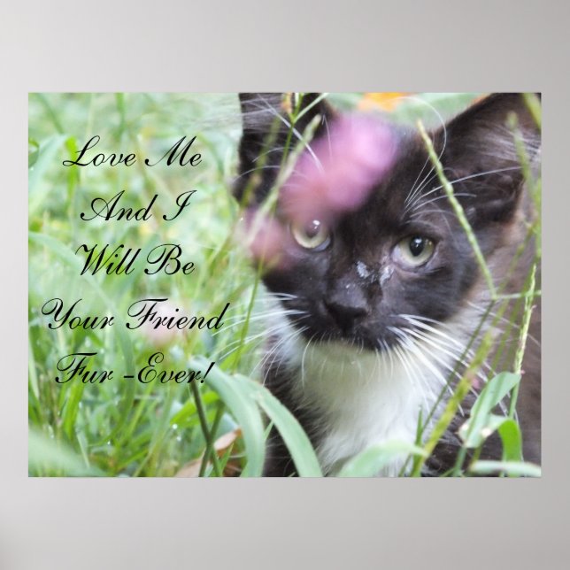 Love Me Kitten Poster (Devant)