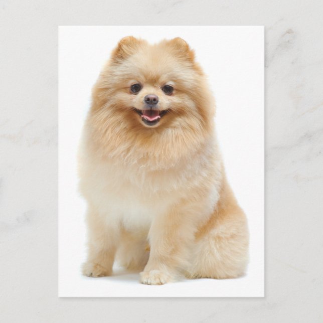 Love Pomeranian Chien Chien Chien Vierge Carte pos (Devant)