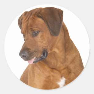 Love Rhodesian Ridgeback Chien Chien Stickers