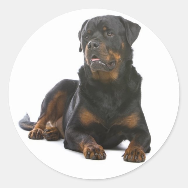 Love Rottweiler Sticker Chien Chien Chien Chien /  (Devant)