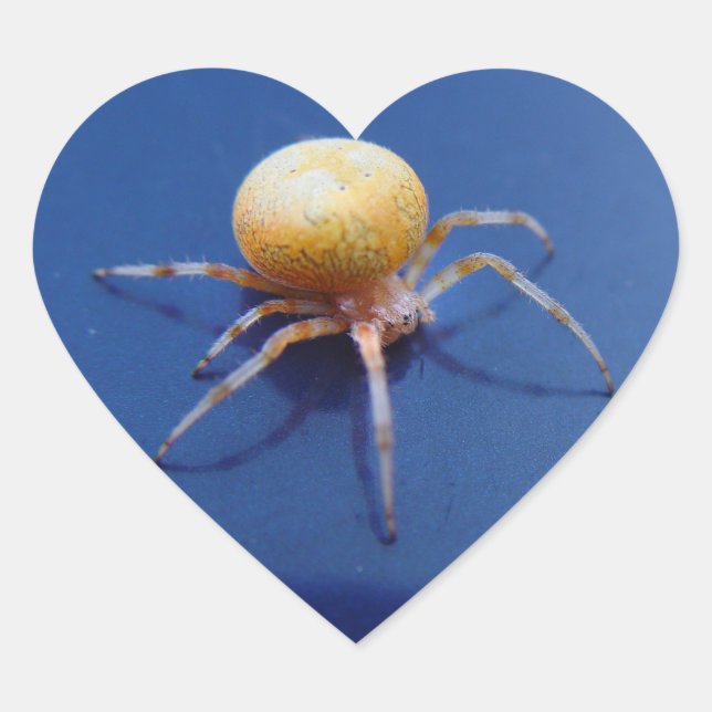 Love Wildlife Stickers - Orange Orb Spinner Spider (Devant)