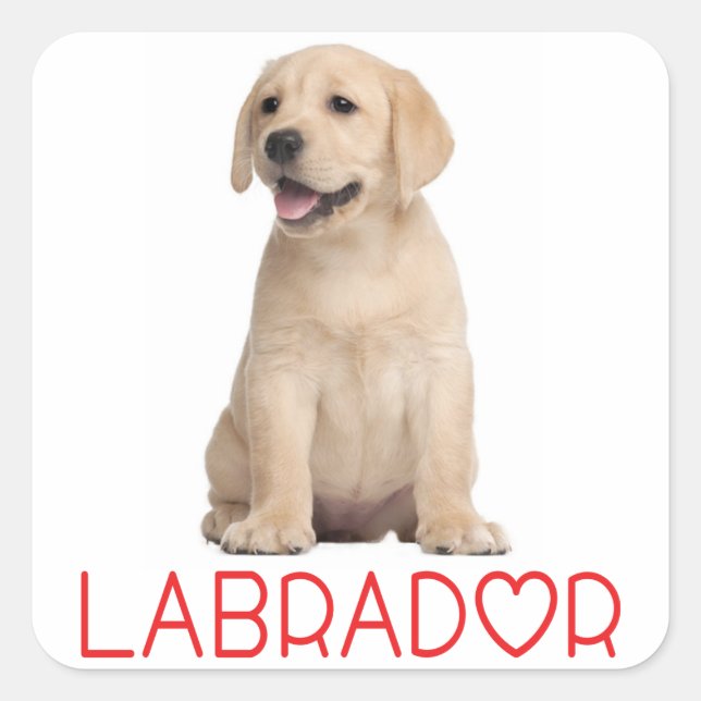 Love Yellow Labrador Retriever Stickers Chien Chie (Devant)