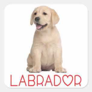 Love Yellow Labrador Retriever Stickers Chien Chie