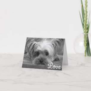 Love Yorkshire Terrier Chien Chien Puppy Carte bla
