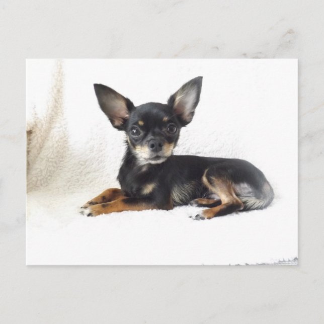 Lovely chihuahua Carte postale (Devant)