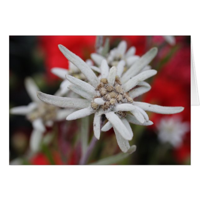 Lovely Edelweiss Leontopodium nivale (Devant horizontal)