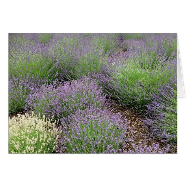 Lovely Lavender (Devant Horizontal)
