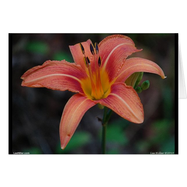 Lovely Tawny Daylily Vêtements et cadeaux (Devant horizontal)