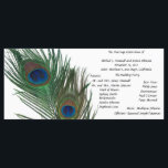 Lovely White Peacock Wedding Programme<br><div class="desc">Utilisez ces programmes de mariage paon tout simplement élégants lors de votre cérémonie de mariage. Ce modèle de plumes paon sur votre programme apportera une touche spéciale à votre mariage à thème paon. Les plumes de paon sont colorées et ont l'air extraordinaires contre l'arrière - plan blanc.</div>