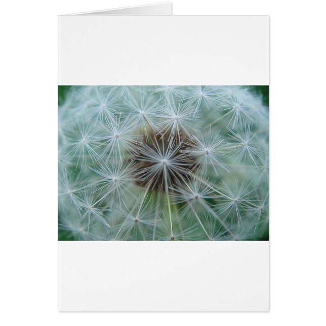 Löwenzahnmuster (Devant)