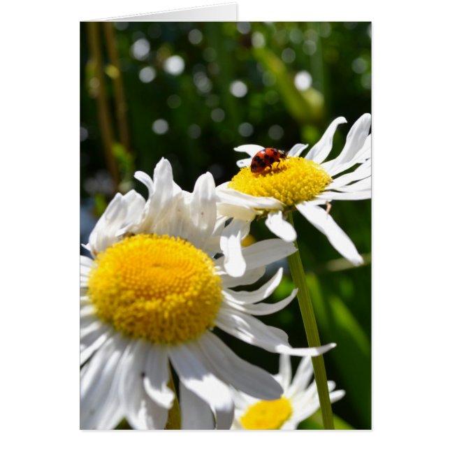 Lucky Ladybug (Devant)