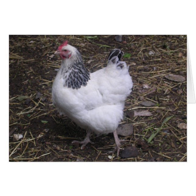 Lucky the Light Sussex (Devant horizontal)