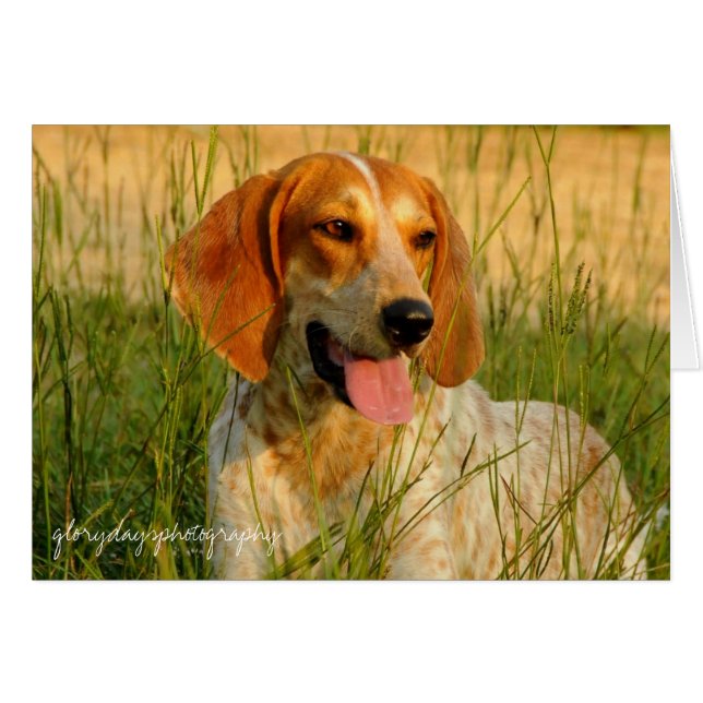 Lucy (Devant horizontal)