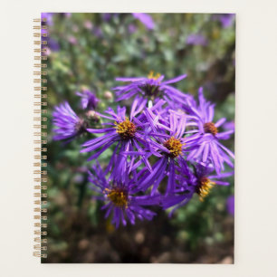 Lueur violette de l'automne
